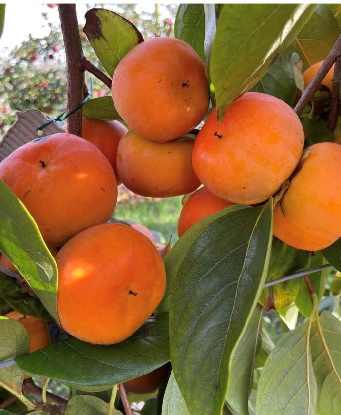 TNT Produce - Persimmons