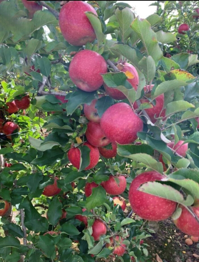TNT Produce - Pink Lady Apples