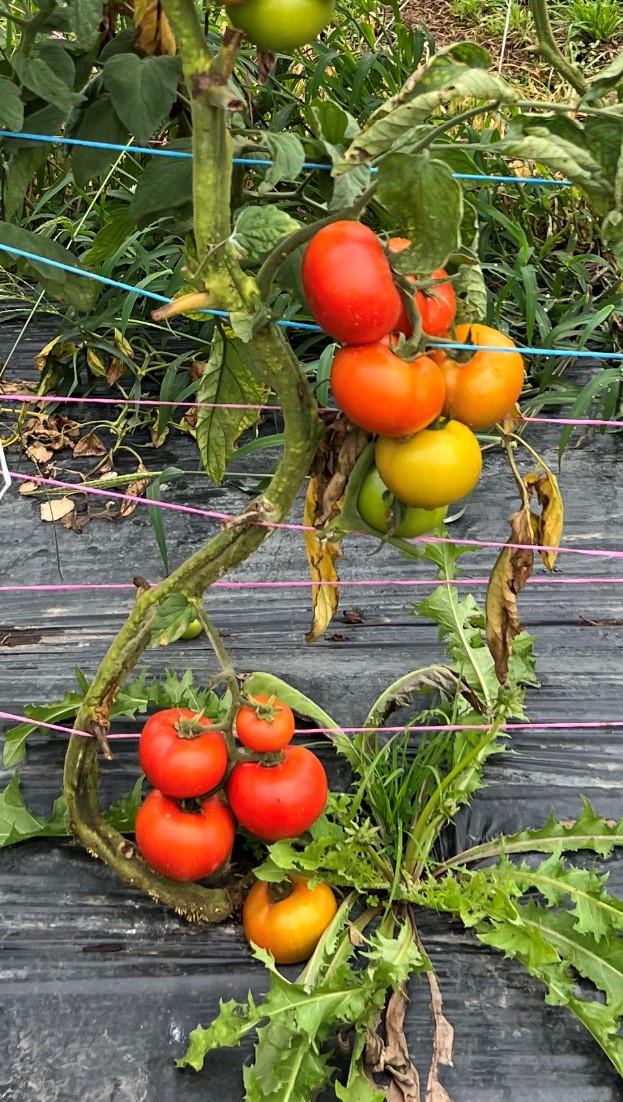 TNT Produce - tomatoes