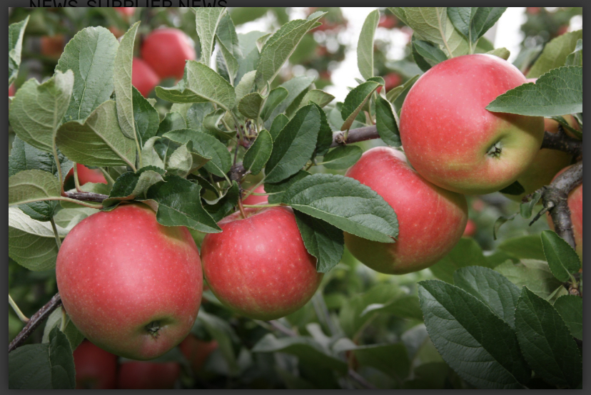 KANZI APPLES TNT Produce Buy Fresh, Local Bilpin Produce Online Buy Fruit, Veggies, Eggs